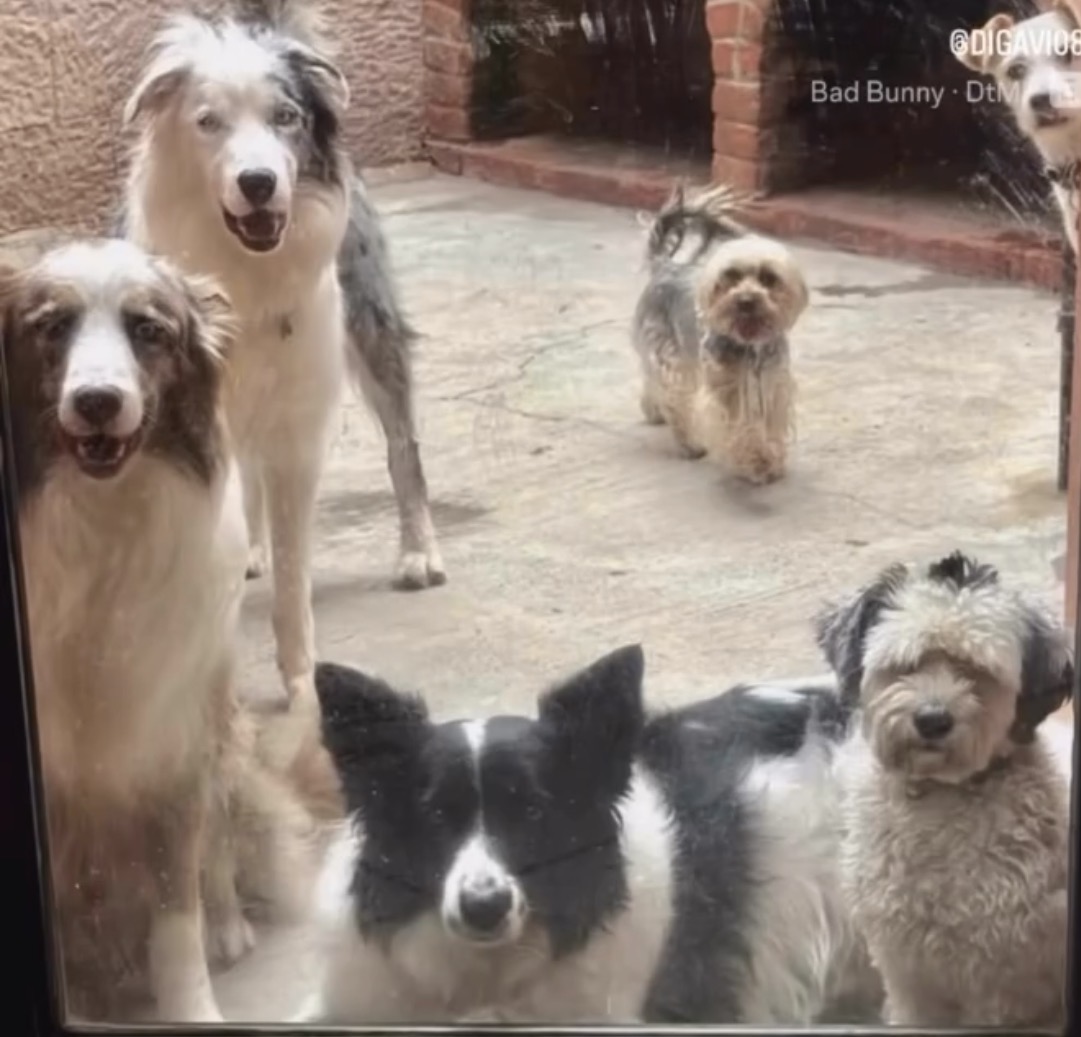 5 Happy Pets