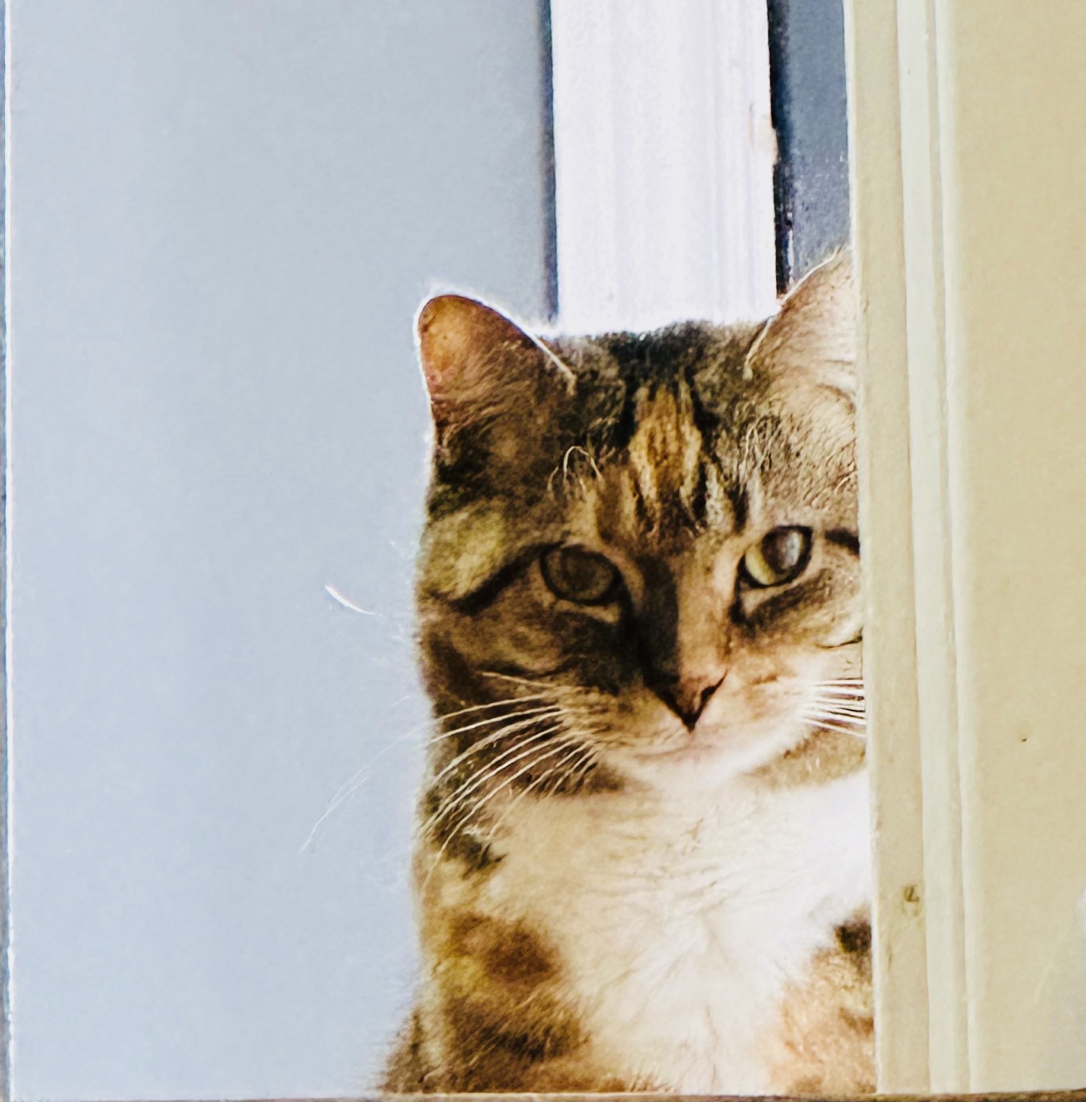 Sumi